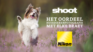 aankondiging het oordeel met hond in de heide