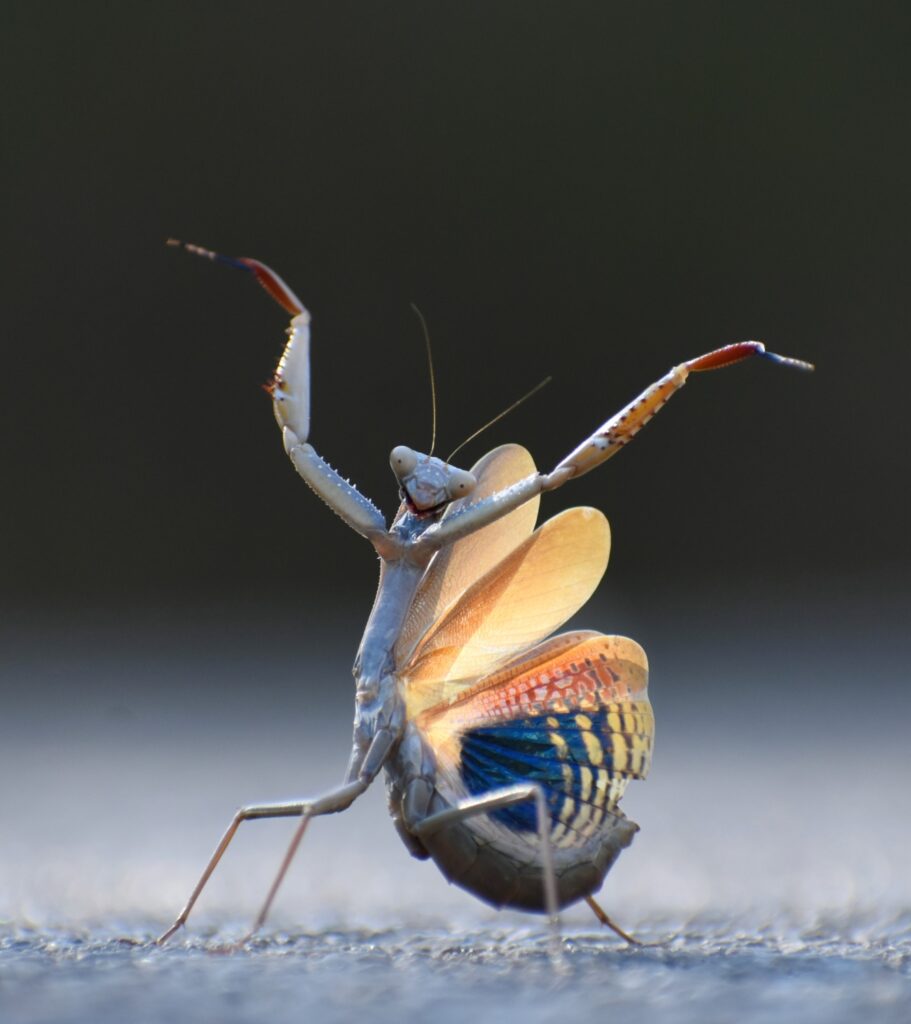 Jose Miguel Gallego Molina - Winnaar insecten Award
