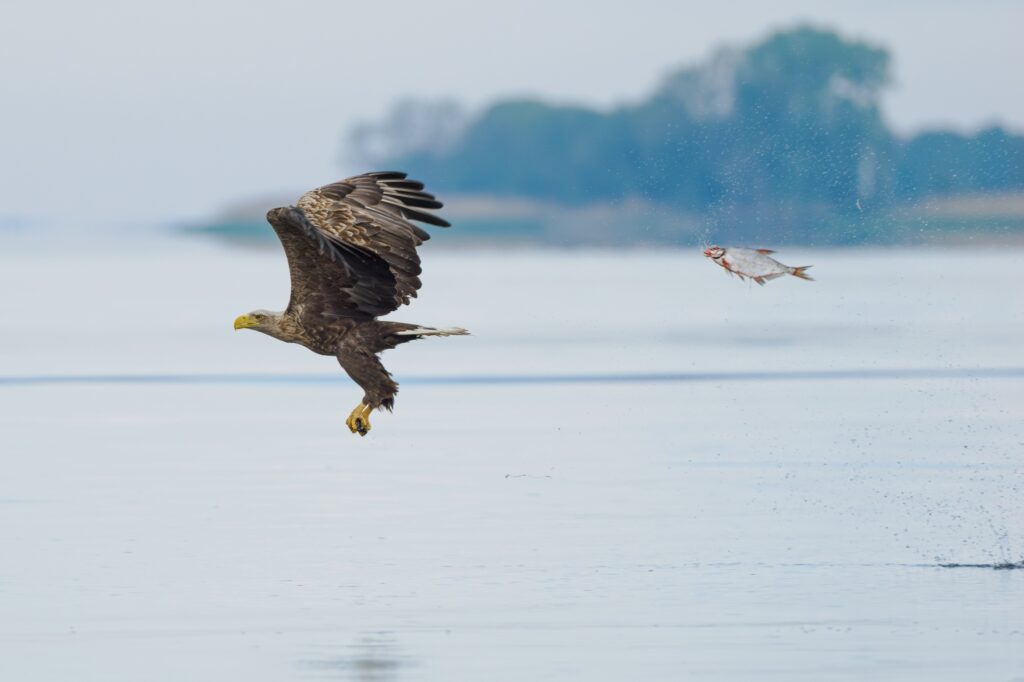 Przemyslaw Jakubczyk - Vis en waterdieren Award - Nikon Comedy Wildlife Awards