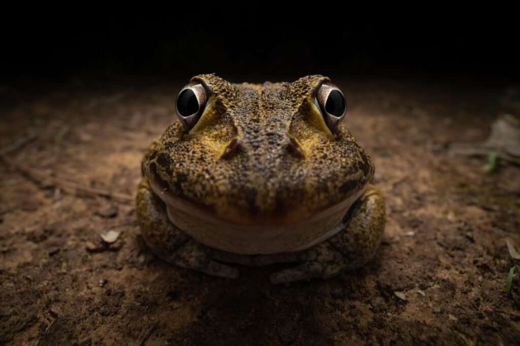 Nikon Comedy Wildlife Awards Kingston Tam - Winnaar Young Photographer Award