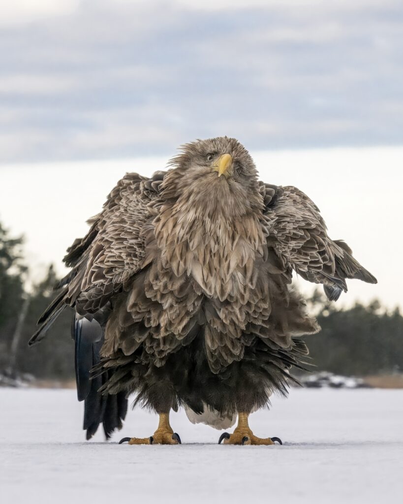Tapani Linnanmäki - Winnaar People's Choice Award