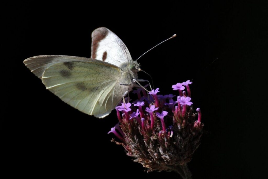 Foto vlinder