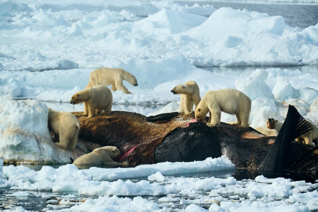 Sony World Photography Awards 2025 natuur