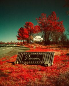 foto bomen door Maxime Riche uit de reeks Paradise