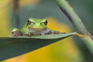 boomkikker Koen De Langhe