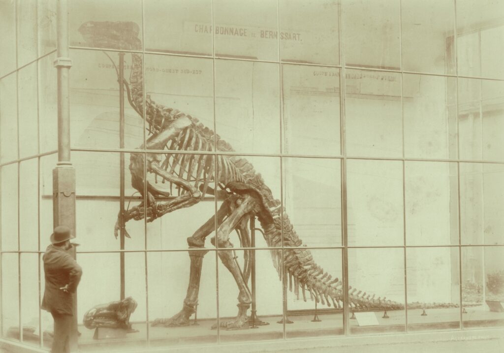 Iguanodon de Bernissart, opgegraven in 1878 uit Early Gaze tentoonstelling