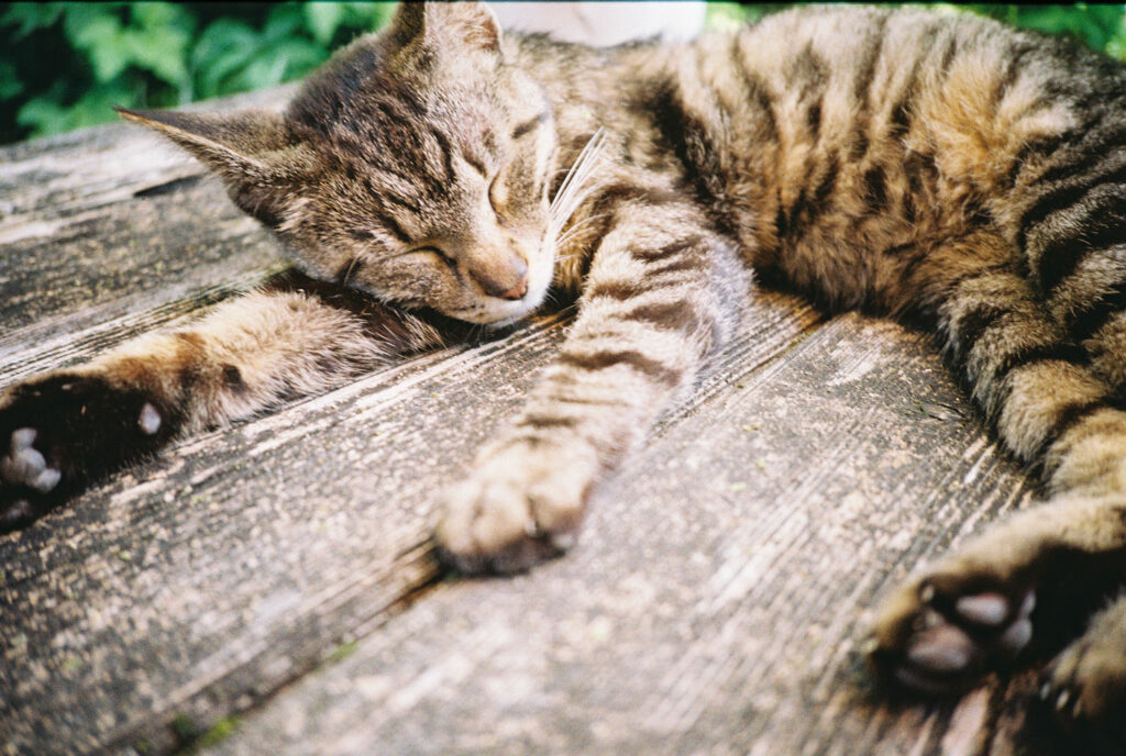 foto van kat die slaap