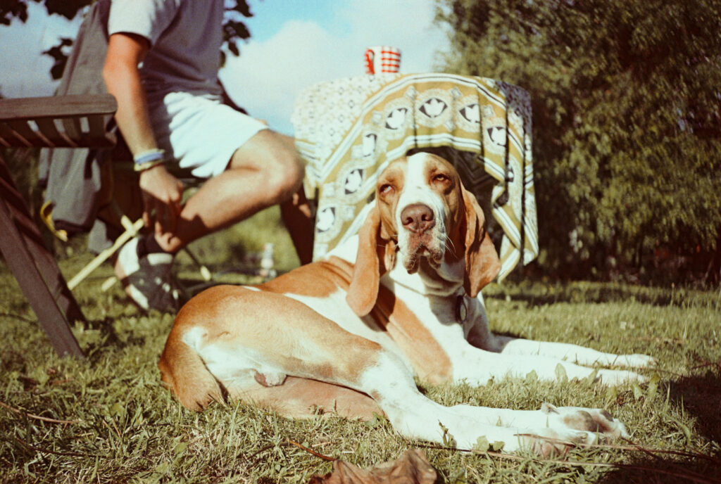 hond in het park