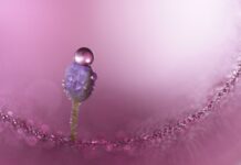 Nieuwe Sony FE 100mm F2.8 Macro GM OSS is een macrolens met 1,4x vergroting