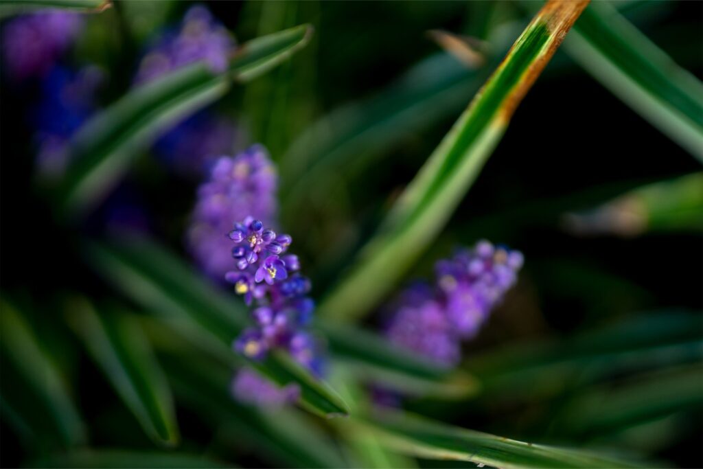 macrofoto bloemen gemaakt met Sigma 56mm f/1.4 DC DN Contemporary