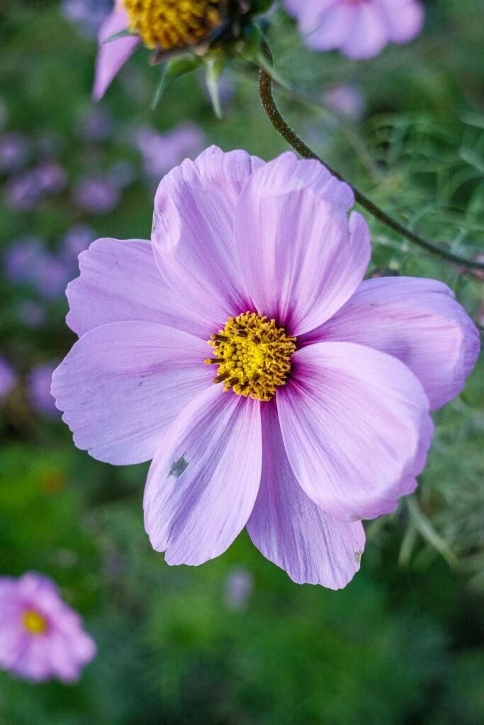 voorbeeldfoto Fujifilm X-T30 III bloem