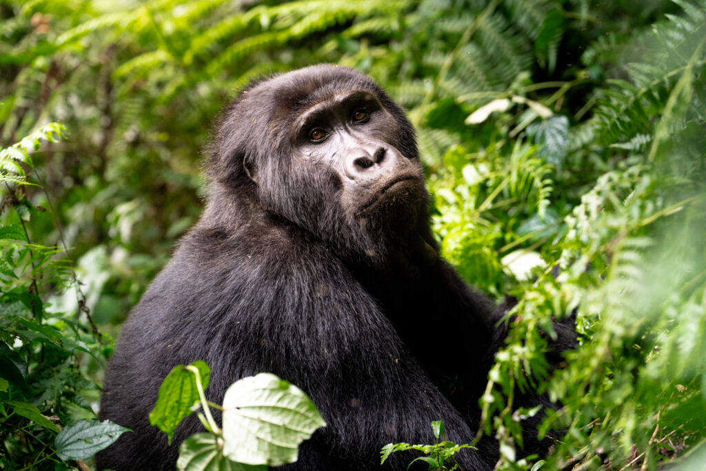 Chimpansee in Oeganda