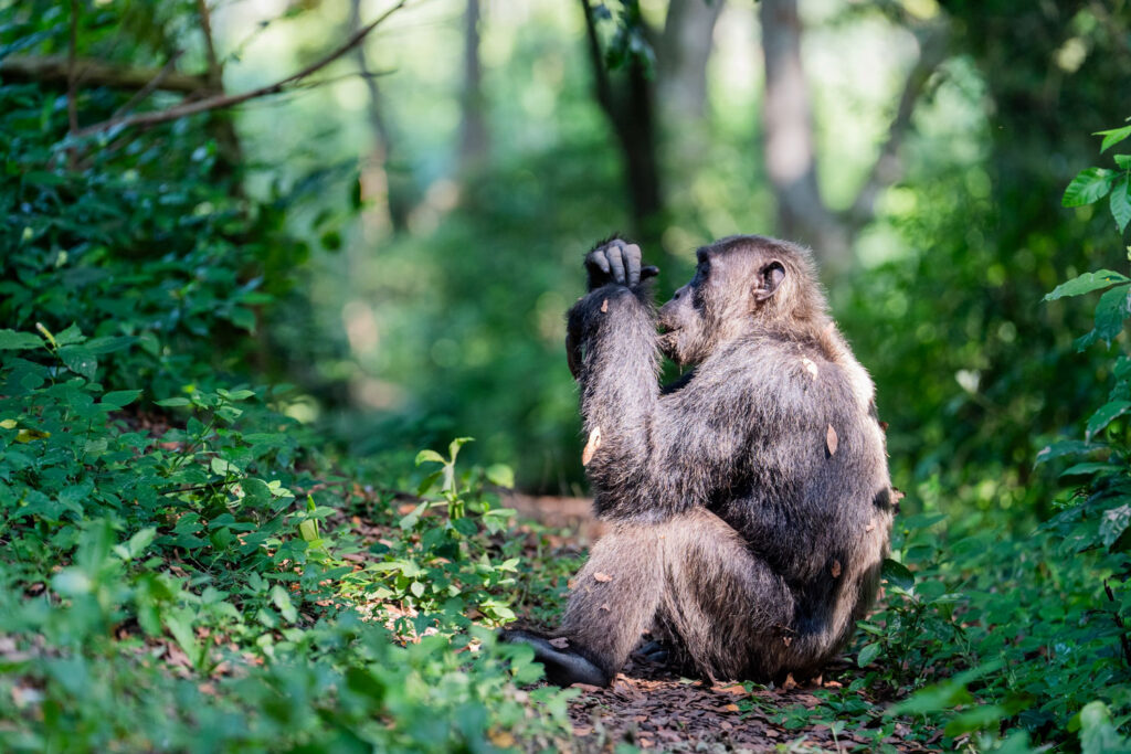Etende Chimpansee in Oeganda