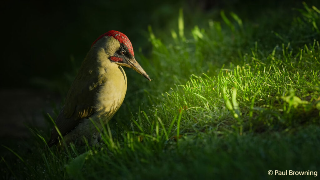 Sony A7V voorbeeldfoto vogel