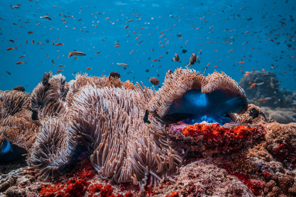 Mia Stawinski onderwaterlandschap met koraal