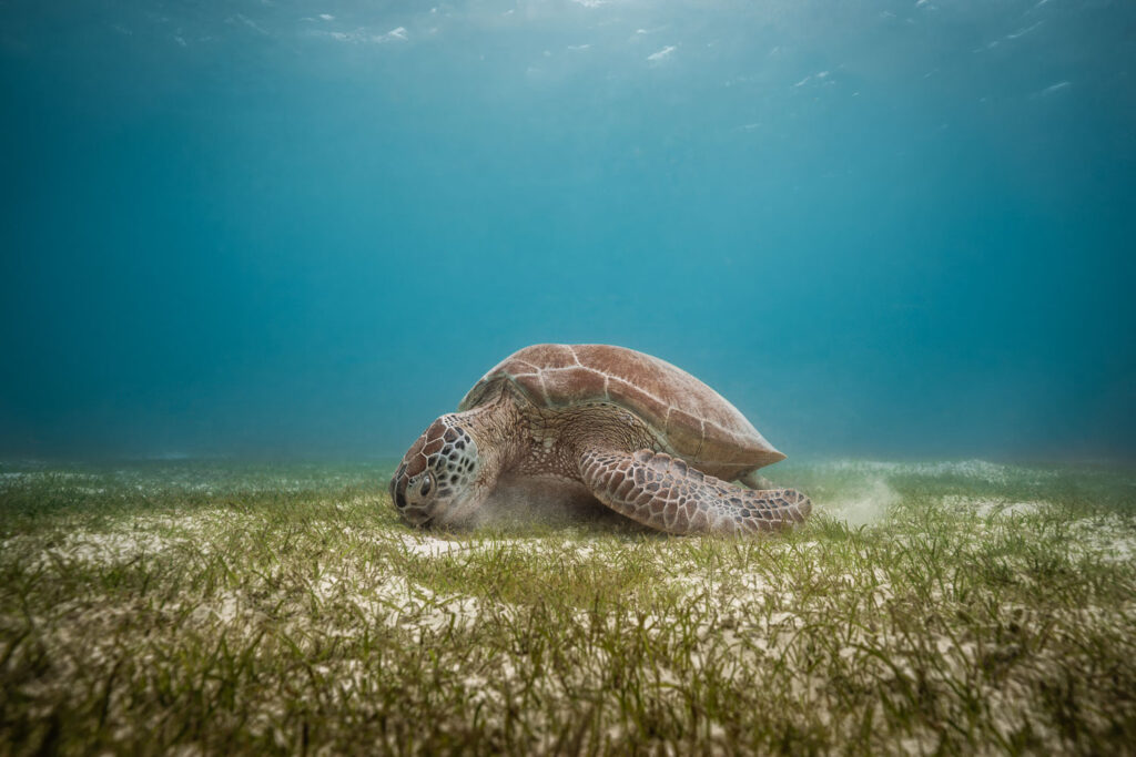 Foto van schildpad door Mia Stawinski