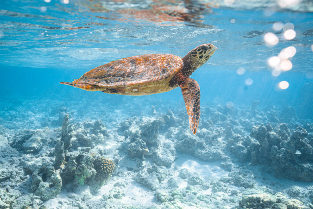 schildpad onder het wateroppervlak