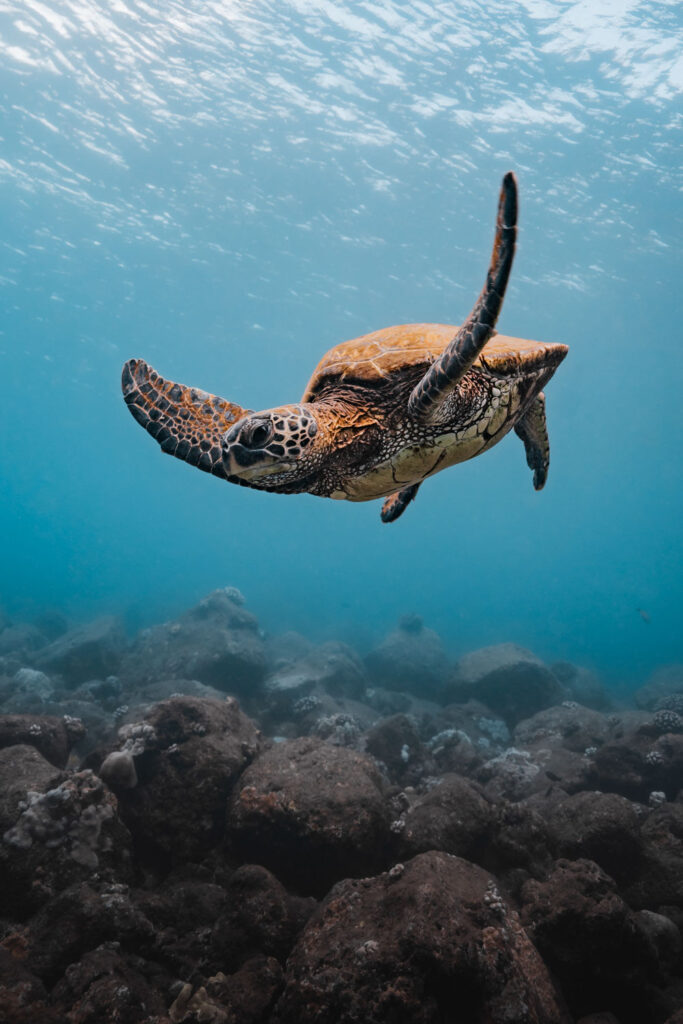 Schildpad onderwater