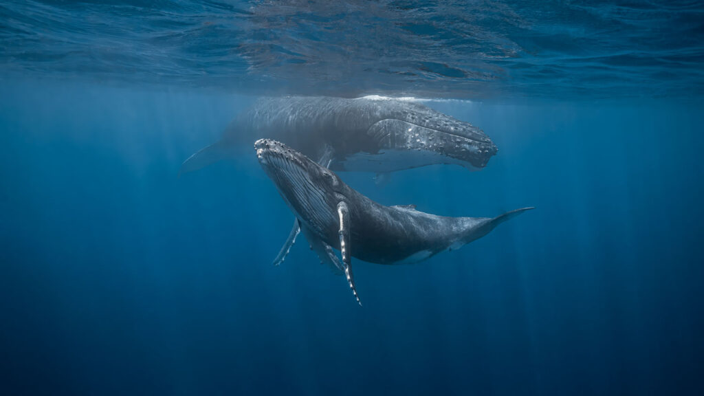Bultrug en kalf door Mia Stawinski