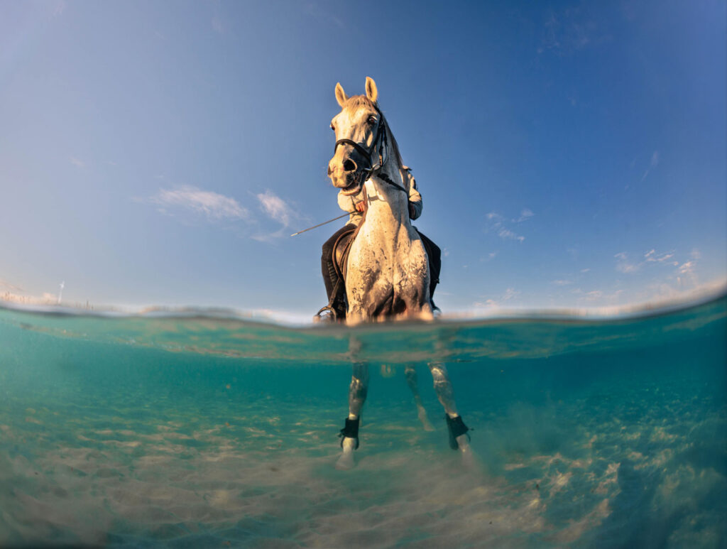 Sony World Photography Awards 2026 paard in het water Youth