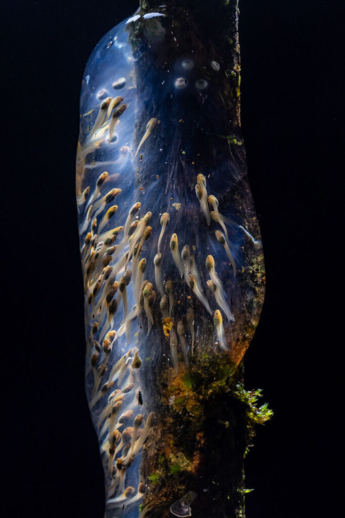 Close-up Photographer of the Year Galaxy