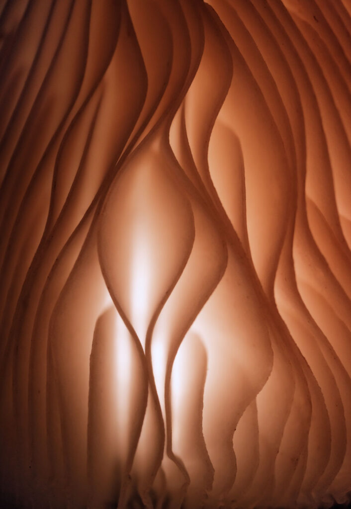 Close-up Photographer of the Year Paddenstoelen