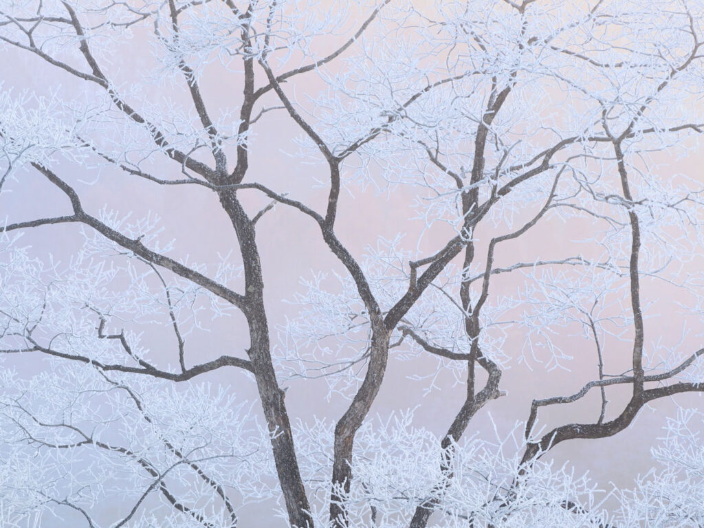 Close-up Photographer of the Year Sho Hoshino