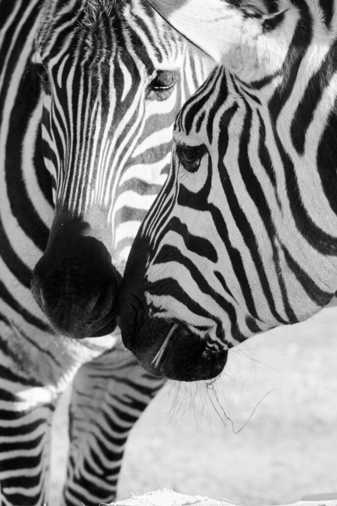 Foto zwart wit van twee zebra's