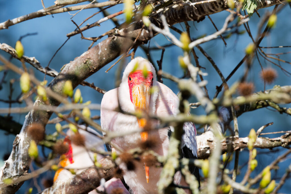 Vogel in een boom