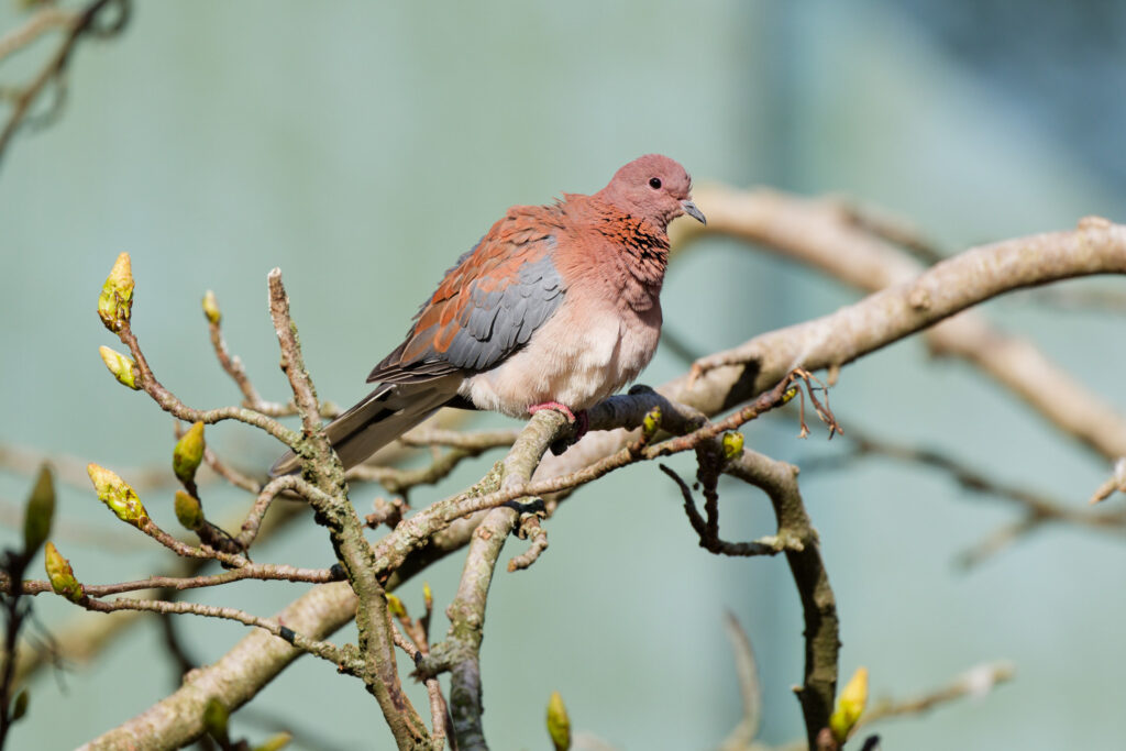 kleine vogel in een kleine boom