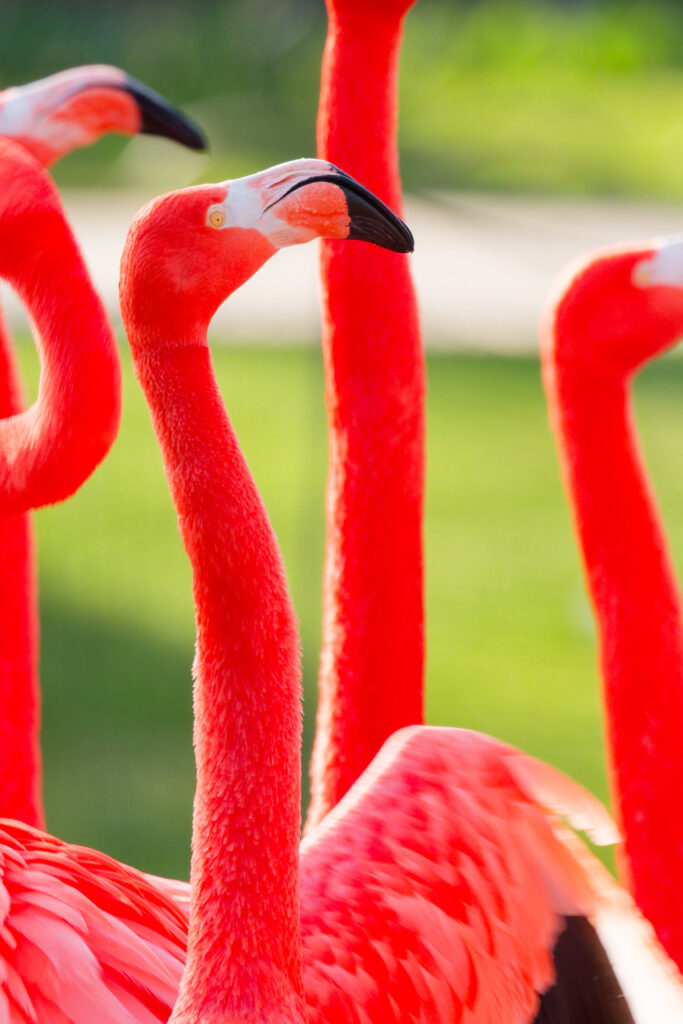 Foto flamingo Canon EOS R6 III