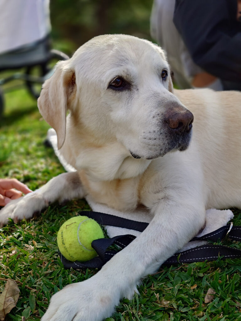 Foto van Junior de labrador Sony Xperia 1 VII