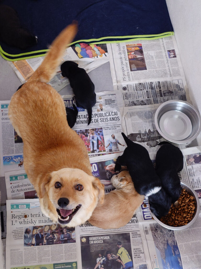 Selena de hond en puppies Sony Xperia 1 VII