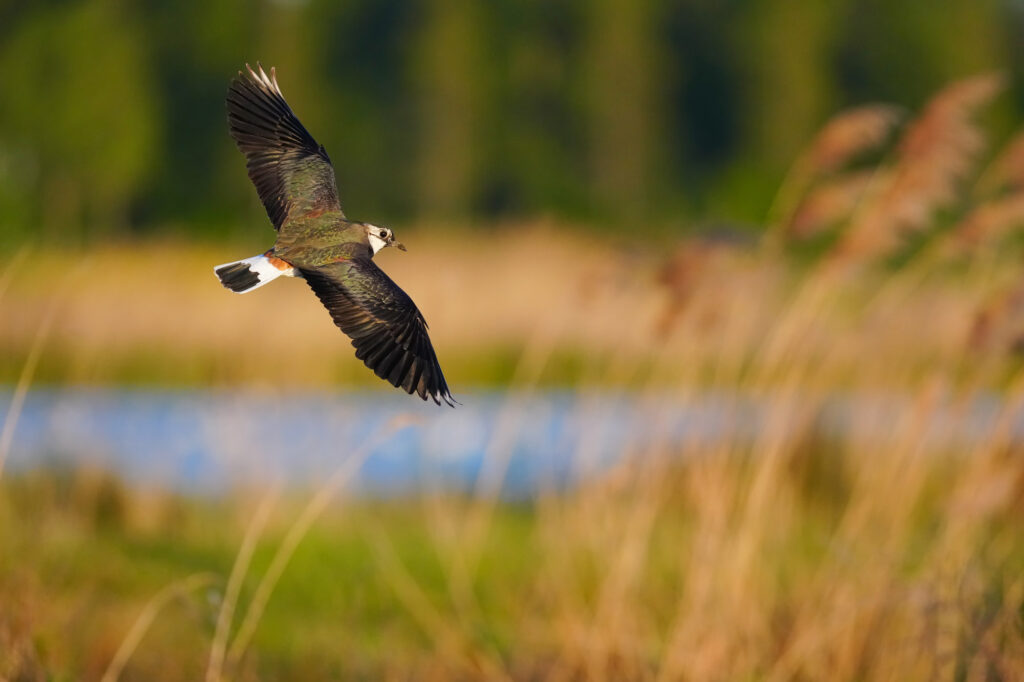 Vogel vliegt in riet met water op de achtergrond Sony FE 100-400mm F4.5 GM OSS