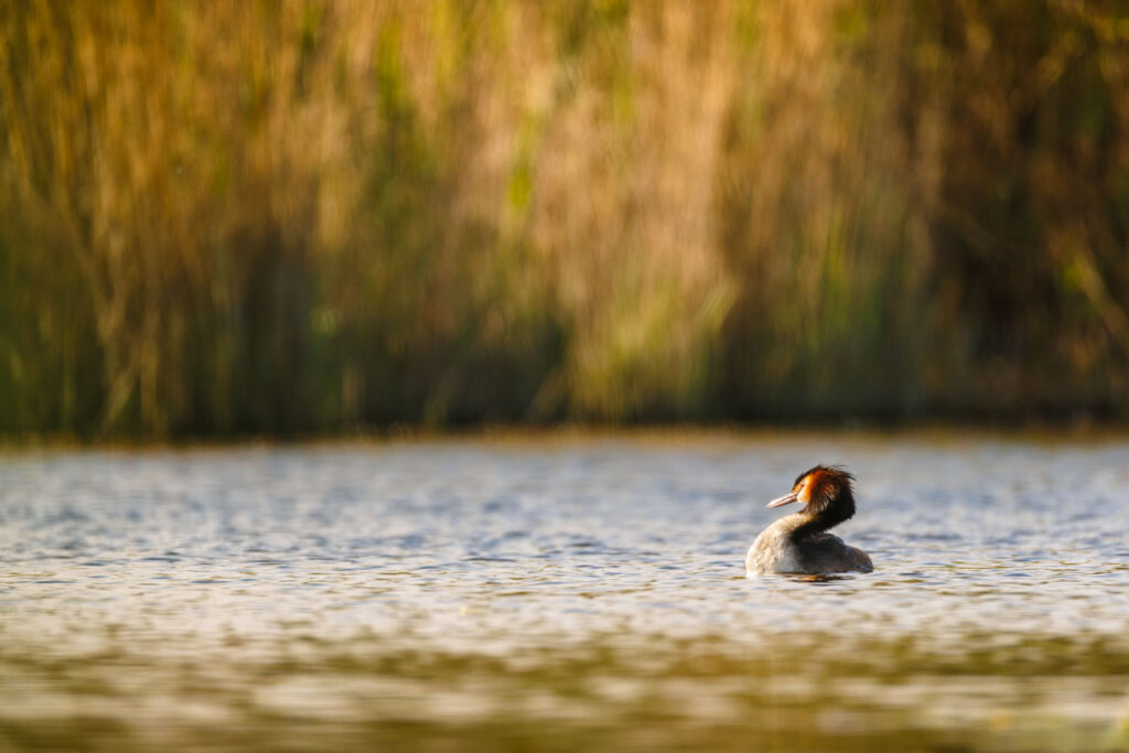 Foto van een eend in het water gemaakt met Canon EOS R6 Mark III