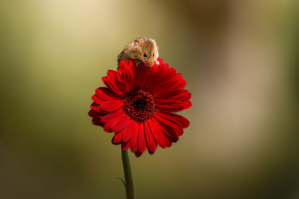 spitsmuis verkent rode bloem 