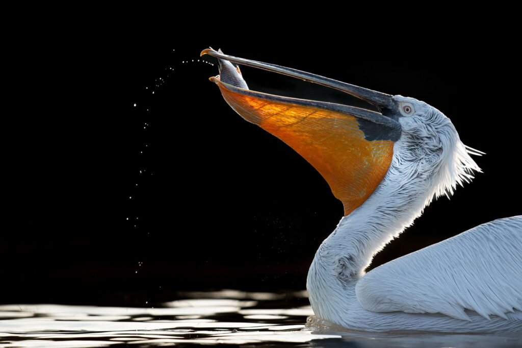 wildlife fotografie Silver Camera fotowedstrijd FEP Awards 2024, Ann Coppens natuur