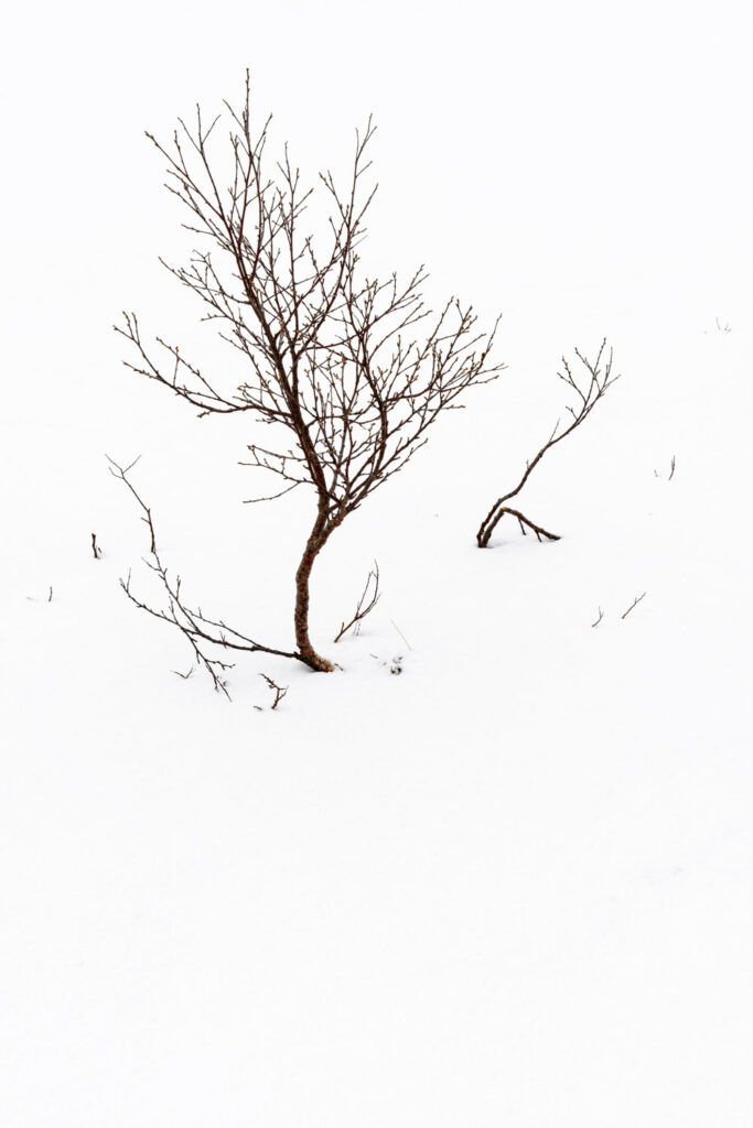 minimalistische detailfotografie natuur twijgje bloem sneeuw close-up