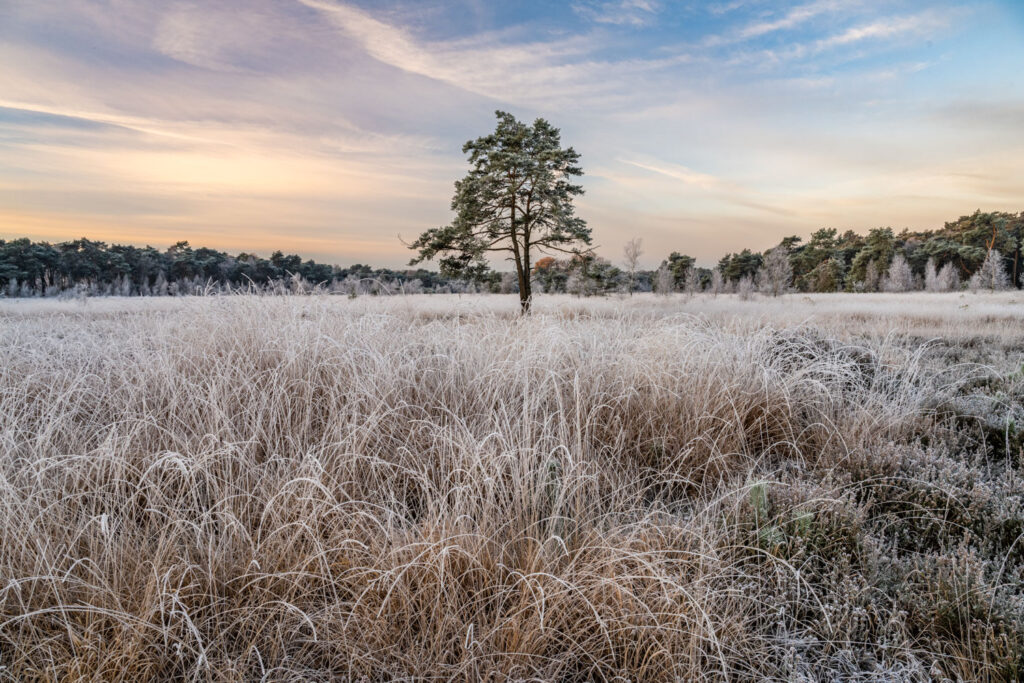 boom in landschap gefotografeerd met polarisatiefilter, manuele scherpstelling op 1/3 van het beeld bij landschapsfotografie