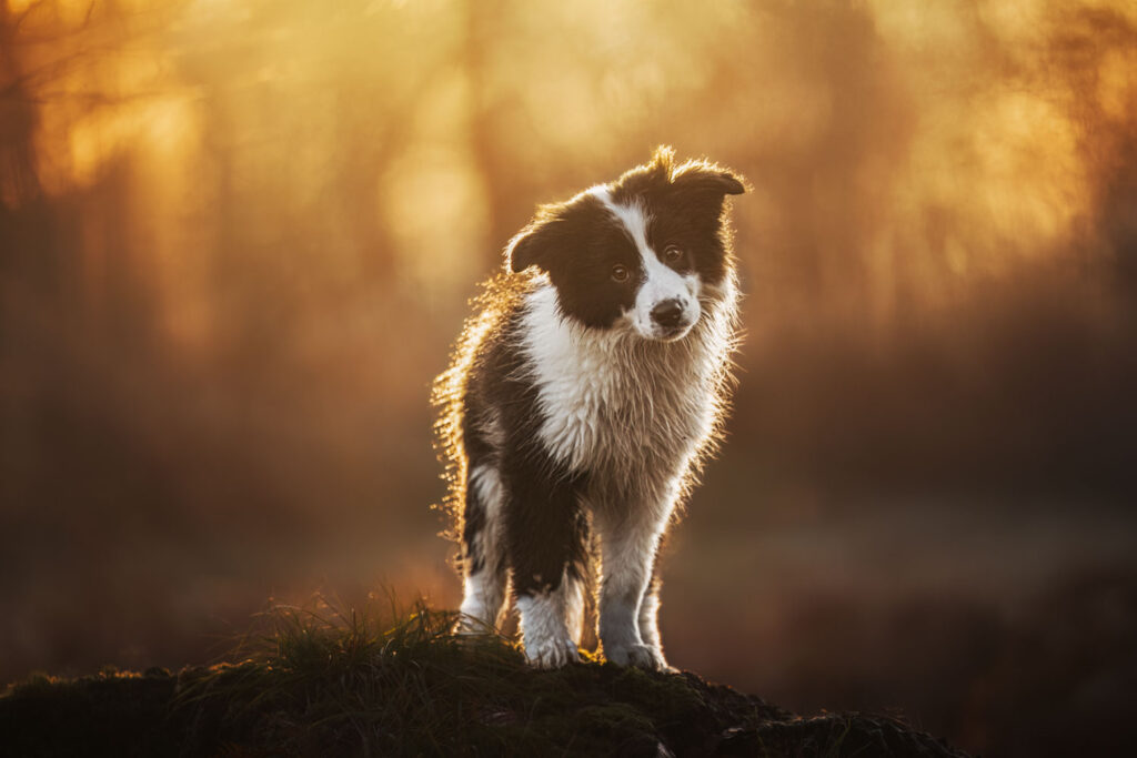 hondenfotografie hond in het bos nat