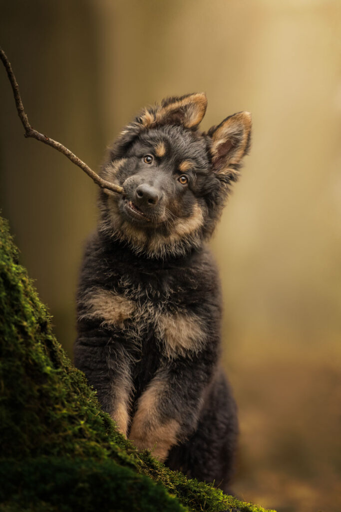 hondenfotografie actiefoto duitse herder buiten naast boom