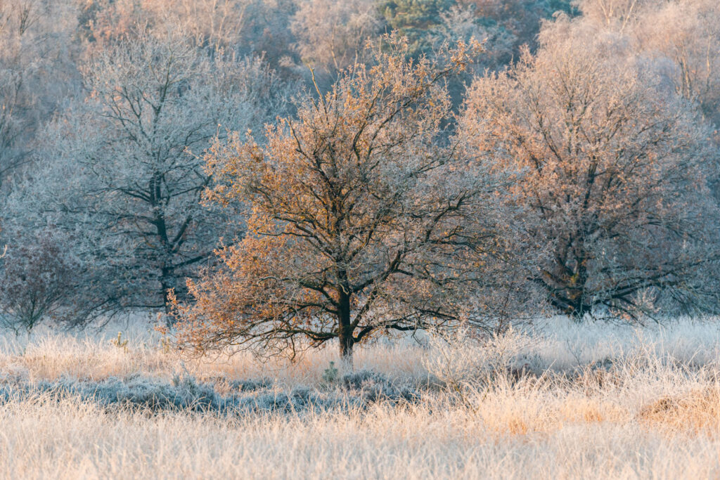 detail van boom in landschap met telelens, scherpstelling via live view of autofocus bij landschapsfotografie