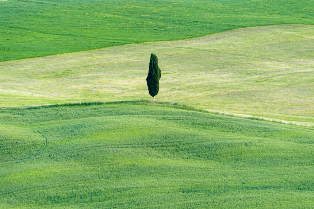 minimalistische fotografie platteland eenzame boom open polderlandschap
