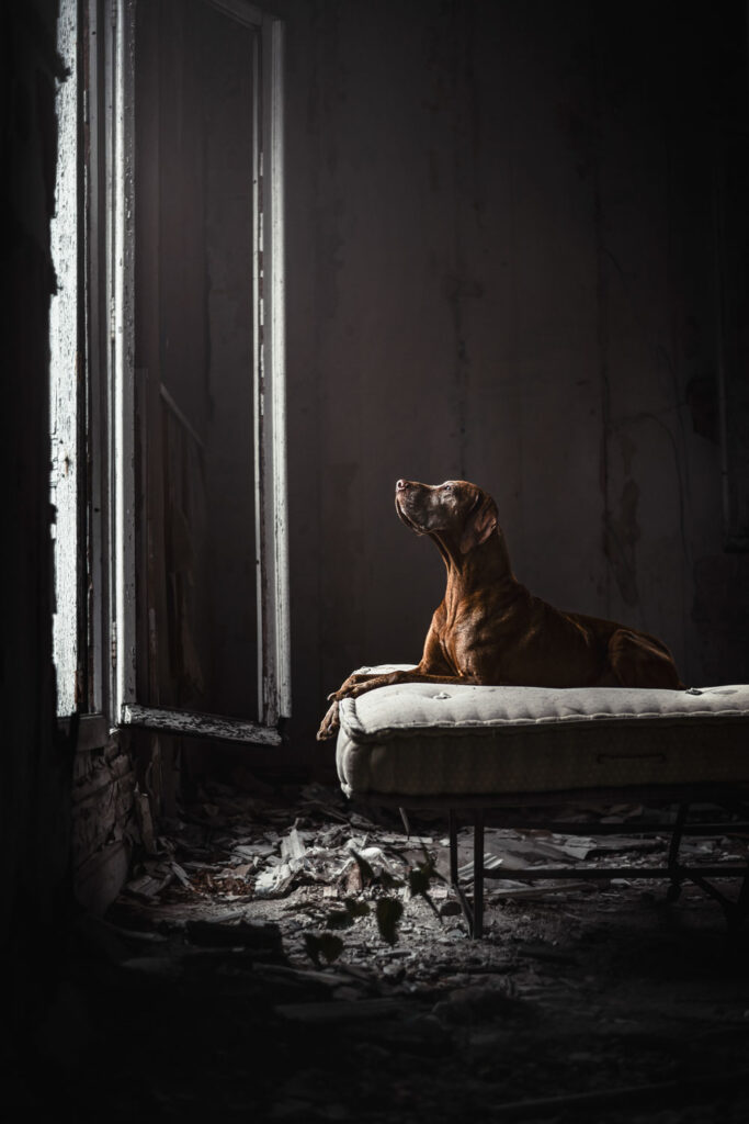 hond urbex foto op oude matras
