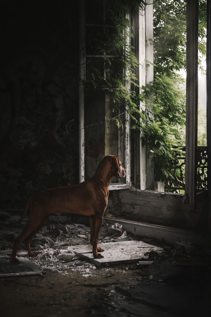 hond urbex foto voor gebroken raam