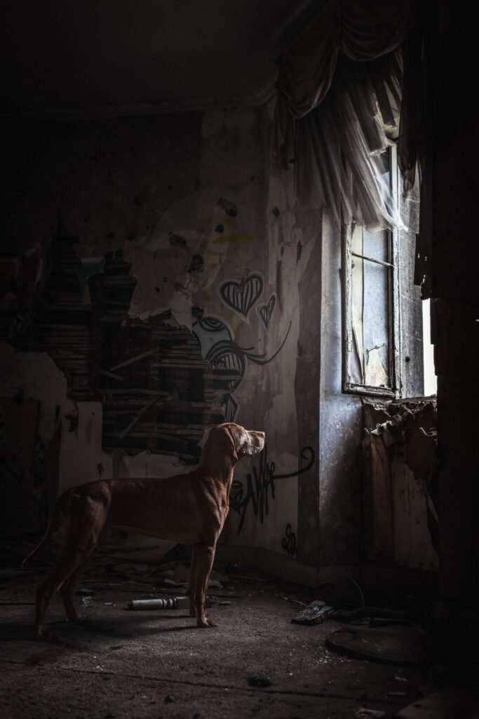 hond urbex foto voor versleten deur