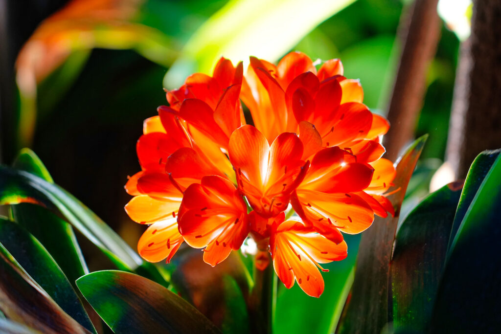 bloemen met achergrondbelichting