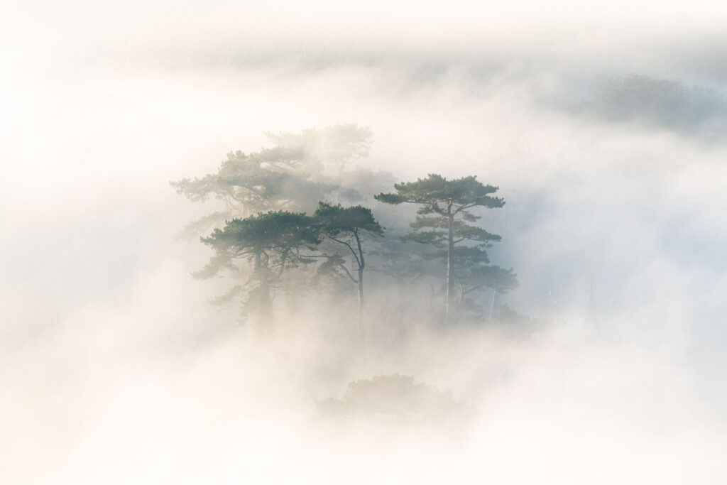 minimalistische natuurfotografie bomen uitstekend boven dichte mist