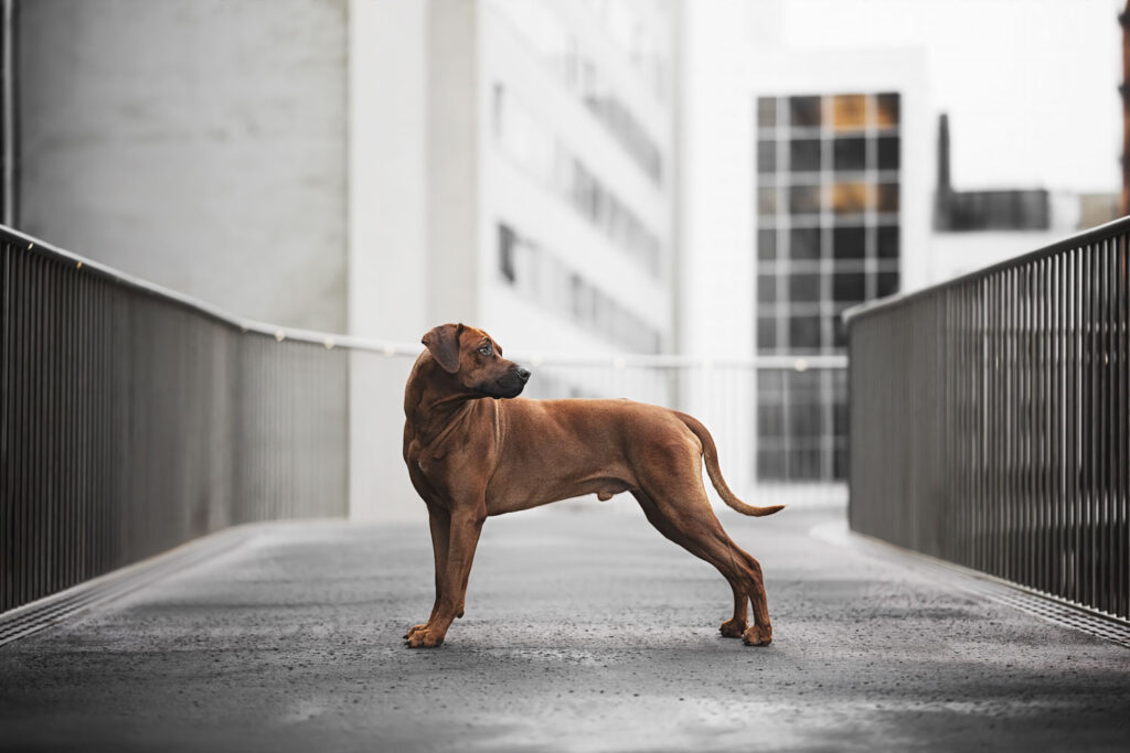 beeld van hond in de stad
