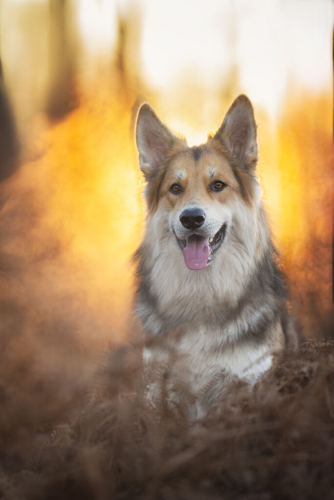 hond in het bos met tong uit de mond
